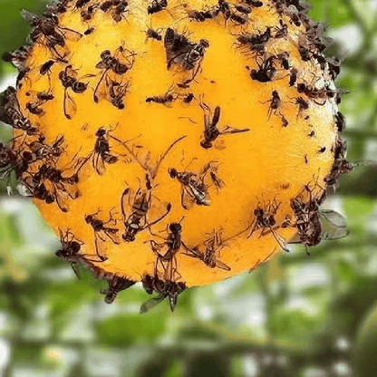 Yellow sticky insect ball
