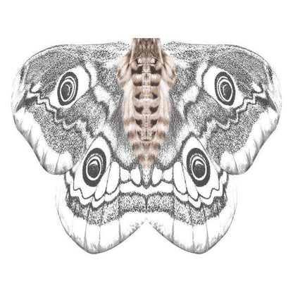 Lady's Butterfly Shawl