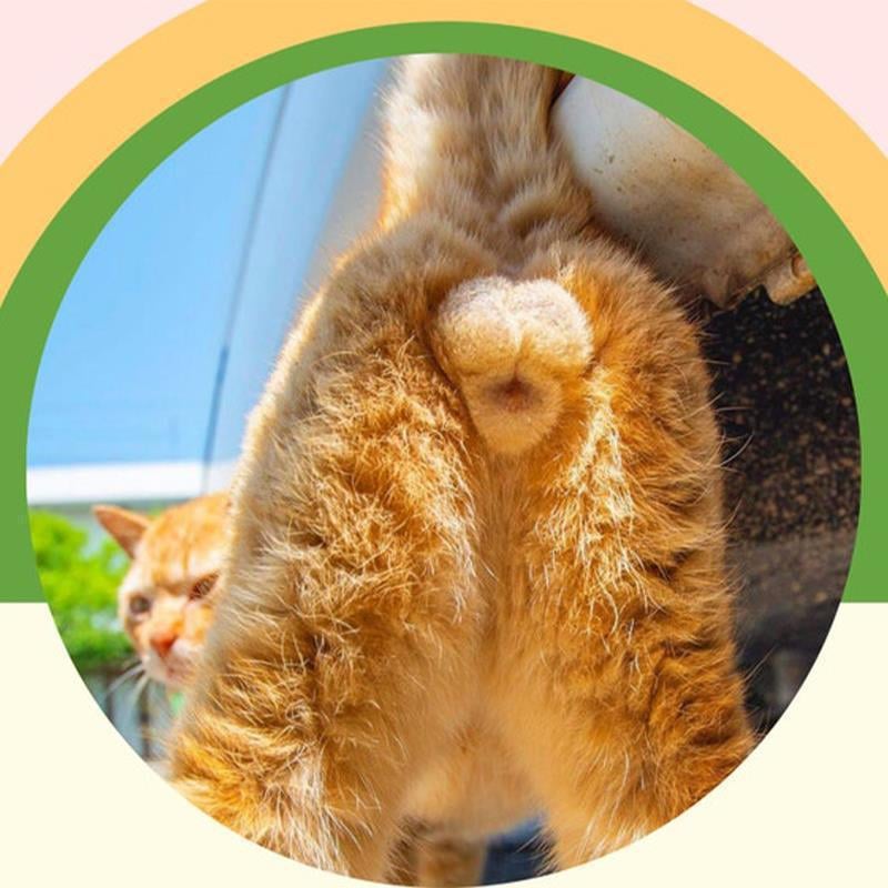 2023 Cats Buttholes-calendar