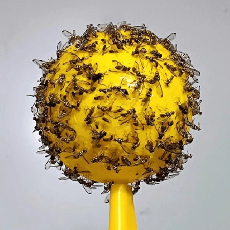 Yellow sticky insect ball