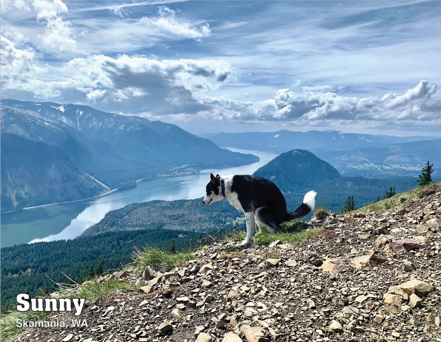 2024 Pooping Pooches Dog Calendar