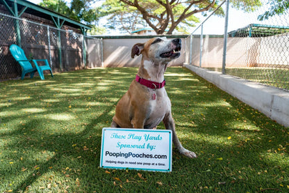 2024 Pooping Pooches Dog Calendar