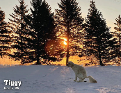 2024 Pooping Pooches Dog Calendar